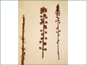 Herbarium specimen of Pterospora andromedea