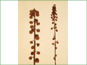 Les fleurs de Pterospora andromedea dans un racème long