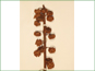 Les fleurs pétiolées de Pterospora andromedea 