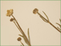 White Ranunculus cardiophyllus flowers