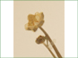 Les fleurs blanches de Ranunculus cardiophyllus 