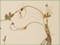 La plante de Ranunculus hyperboreus var. hyperboreus avec les feuilles pétiolées