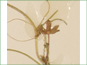La feuille lobée de Ranunculus hyperboreus var. hyperboreus