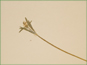 La fleur mûrir de Ranunculus inamoenus var. inamoenus