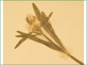 La fleur mûrir de Ranunculus inamoenus var. inamoenus avec beaucoup d'étamines