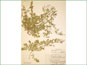 Herbarium specimen of Rorippa curvipes var. truncata