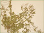 La plante de Rorippa curvipes var. truncata avec les feuilles pinnatilobées
