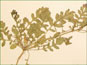 Les feuilles pinnatilobées de Rorippa curvipes var. truncata