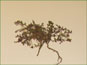 Mature fruiting Rorippa tenerrima plant