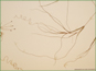 Le pédoncule long, monter en flèche de plante de Ruppia cirrhosa