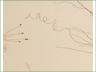 Le pédoncule long, monter en flèche de plante de Ruppia cirrhosa