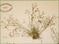La plante de Sagina nodosa avec les fleurs