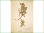 Le spécimen d'herbier de Salix arctophila