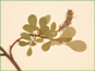 La branche de Salix arctophila avec les fruits