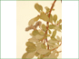 La branche de Salix arctophila avec fleurir les chatons femelles