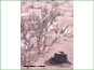 Live Salix brachycarpa var. psammophila in sand dune habitat