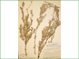 Herbarium specimen of Salix brachycarpa var. psammophila