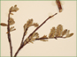 La branche de Salix drummondiana avec les chatons et les nouvelles feuilles