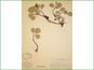 Le spécimen d'herbier de Salix reticulata ssp. reticulata