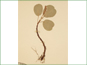 Salix reticulata plant with rhizomes