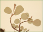 Fruiting Salix reticulata catkins