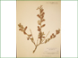 Herbarium specimen of Salix turnorii