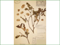 Le spécimen d'herbier de Salix tyrrellii