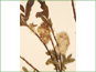 Mature fruiting Salix tyrrellii catkins