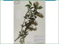 Le spécimen d'herbier de Sambucus racemosa ssp. racemosa