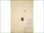 Le spécimen d'herbier de Saxifraga occidentalis