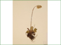 La plante de Saxifraga occidentalis avec les feuilles basales
