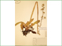 Le spécimen d'herbier de Saxifraga pensylvanica