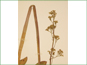 Flowering Saxifraga pensylvanica stem