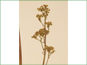 Small green Saxifraga pensylvanica flowers in a panicle