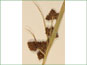 Ombelle brun et sombre de Scirpus pallidus