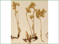 Flowering Sedum lanceolatum ssp. lanceolatum plants