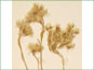 Les fleurs jaunes de Sedum lanceolatum ssp. lanceolatum 