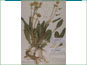 Le spécimen d'herbier de Senecio integerrimus var. scribneri