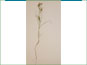 La plante de Shinnersoseris rostrata avec les racines
