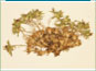 Les plantes de Silene acaulis var. exscapa avec les fleurs