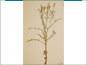 Flowering Stephanomeria runcinata plant