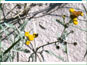 Live yellow-flowered Tanacetum bipinnatum ssp. huronense in sand dune habitat