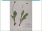 Le spécimen d'herbier de Taraxacum officinale ssp. ceratophorum