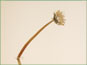 La tête mûrir de Taraxacum officinale ssp. ceratophorum