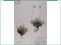Le spécimen d'herbier de Tetraneuris acaulis var. acaulis