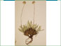 La plante de Tetraneuris acaulis var. acaulis avec un caudex épais