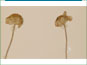 Les têtes de Tetraneuris acaulis var. acaulis avec les fleurs blanches