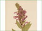 Les fleurs axillaires violettes de Teucrium canadense var. occidentalis