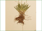 Fibrous root system of Tofieldia pusilla