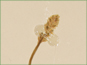 Lépi de Tofieldia pusilla avec les fleurs blanches